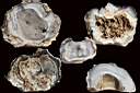 agate geode0008.jpg